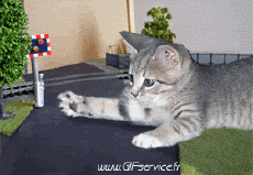 Humor - Fun Animales Gatos 02 