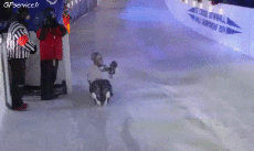 Humor -  Fun Sports Crashed Ice Fun - Win 