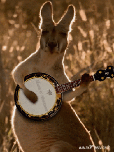 Humour - Fun Animaux Kangourous 01 