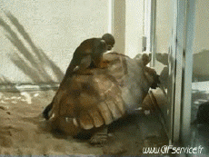 Humor - Fun Animales Tortugas 01 