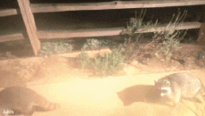 Humor -  Fun Animals Raccoons 01 