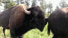 Humor - Fun Animales Bisontes 01 