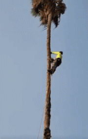 Humor -  Fun MENSCHEN Holzfäller - Holz ! Fail 