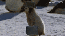 Umorismo -  Fun Animali Pinguini 01 