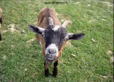 Humor - Fun Animales Cabras - Perilla 01 