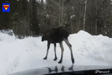 Humor -  Fun Tiere Elch 01 