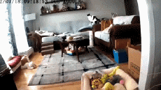 Humor -  Fun Tiere Katze 06 