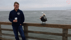 Humour - Fun Animaux Oiseaux Pélicans 