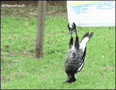 Humour - Fun Animaux Oiseaux Divers 