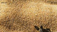 Humor - Fun Animales Tortugas 01 