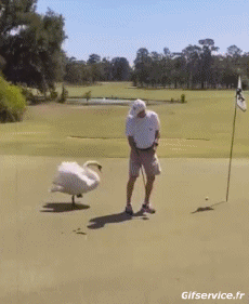 Humor -  Fun Tiere Geflügel Verschieden 02 