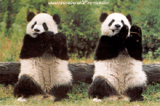 Humor - Fun Animales Oso 01 