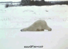 Umorismo -  Fun Animali Orso 01 