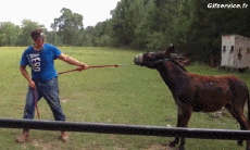 Humor - Fun Animales Burros 01 