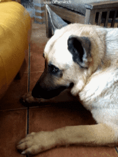 Humor -  Fun Animals Dogs 03 