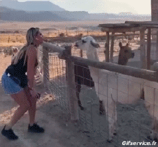 Humor - Fun Animales Lama 01 