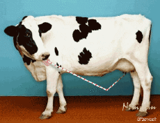 Humor - Fun Animales Vacas 01 