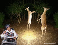 Humour - Fun Animaux Biches - Cerfs - Faon serie 01 