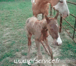 Humor -  Fun Tiere Pferde 01 