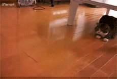 Humour - Fun Animaux Chats Serie 04 