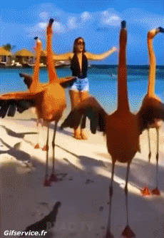 Humor - Fun Animales Pájaros Flamenco 