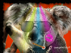 Humor -  Fun Animals Koala 01 