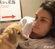 Humor - Fun Animales Perros 04 