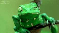 Humor -  Fun Animals Frogs 01 