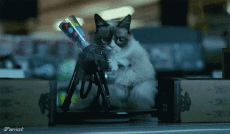 Humour - Fun Animaux Chats Serie 05 