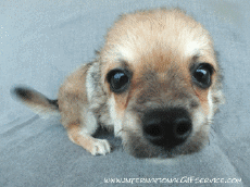 Humor -  Fun Animals Dogs 01 