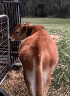 Humor - Fun Animales Vacas 01 