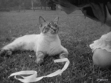 Humor -  Fun Tiere Katze 04 