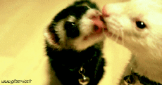 Humor -  Fun Animals Ferrets 01 