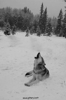 Umorismo -  Fun Animali Lupo 01 