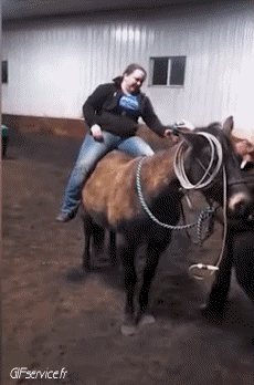 Humor -  Fun Animals Horses 01 