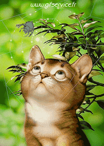 Humor -  Fun Tiere Katze 03 