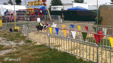 Umorismo -  Fun Animali Scimmie 01 