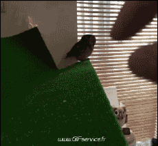 Humor - Fun Animales Pájaros Rapaz y Nocturno 