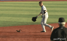 Humor -  Fun Animals Squirrels 01 