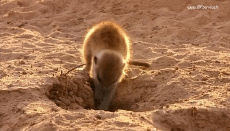 Humor - Fun Animales Suricat 01 