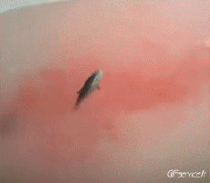 Humor -  Fun Tiere Fisch 01 