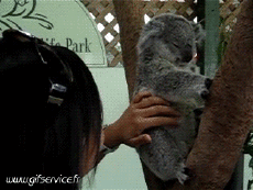 Humor - Fun Animales Koala 01 