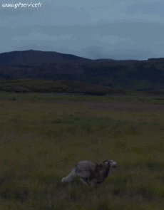 Humour - Fun Animaux Loup 01 