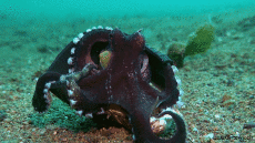 Humor -  Fun Animals Octopus 01 