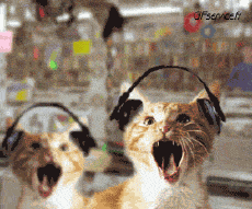 Humor -  Fun Animals Cats 04 