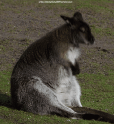 Humour - Fun Animaux Kangourous 01 