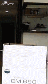 Humor -  Fun Animals Cats 05 