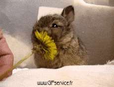 Humour - Fun Animaux Lapins Serie 01 