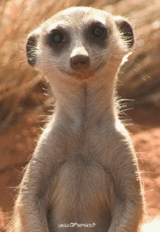 Humour - Fun Animaux Suricat 01 