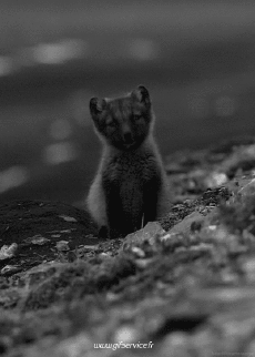 Humour - Fun Animaux Renards Serie 01 